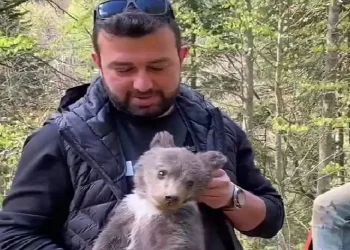 Bursa’da ormandan şehre inen yavru ayı maskot oldu