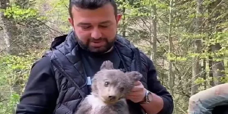 Bursa’da ormandan şehre inen yavru ayı maskot oldu
