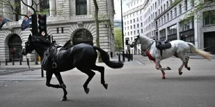 Londra’yı karıştıran Kraliyet atları