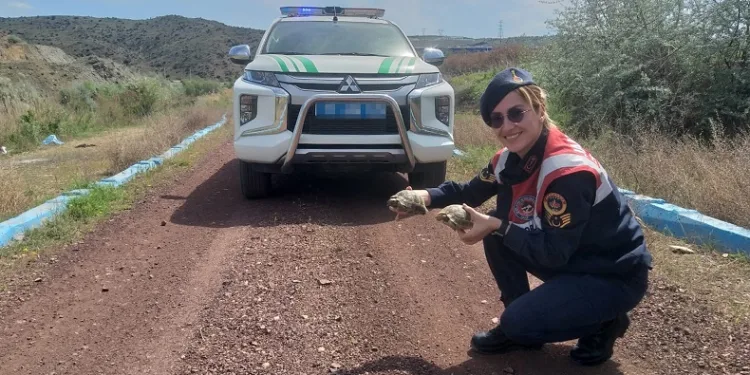 Jandarma ekiplerinin ‘kaplumbağa’ mesaisi