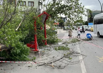 Otobüs durağına ağaç devrildi