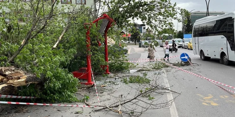 Otobüs durağına ağaç devrildi