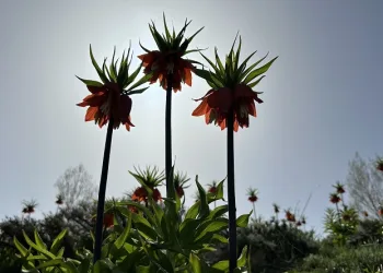 Ters laleler kendine hayran bıraktı