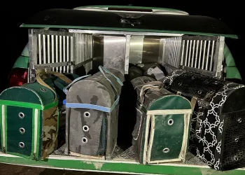 Şanlıurfa’da horoz dövüştürerek kumar oynayanlara ceza