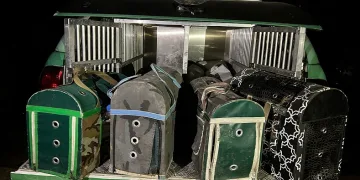 Şanlıurfa’da horoz dövüştürerek kumar oynayanlara ceza