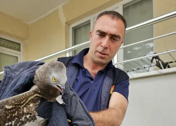 Yaralı şahin koruma altına alındı