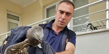 Yaralı şahin koruma altına alındı