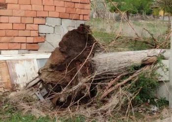 Fırtına asırlık dev ceviz ağacını söktü