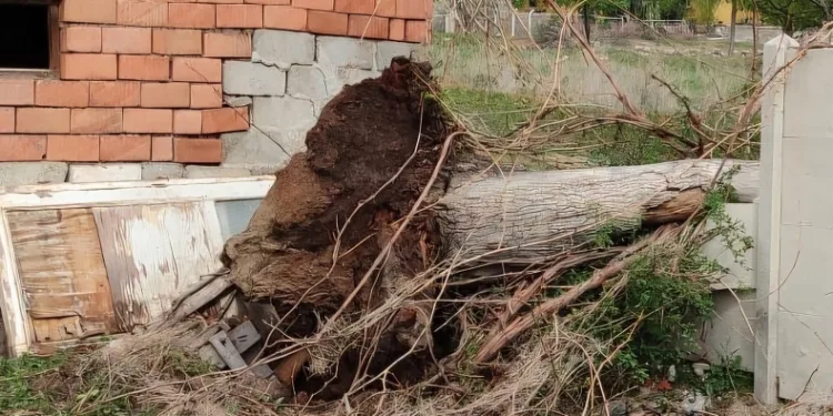 Fırtına asırlık dev ceviz ağacını söktü