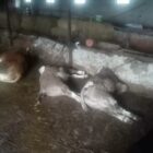 Yıldırım düşen ahırda 7 inek telef oldu