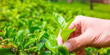 Çay üreticilerine çay budama uyarısı