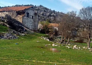Çoban köpekleri yaşlı kadına saldırdı