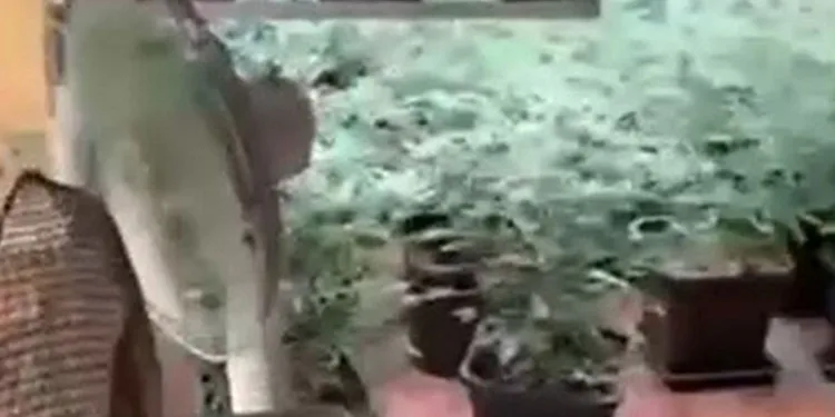 Evde zehir serası