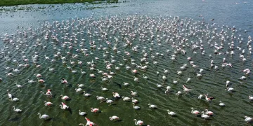 Flamingolar Eber Gölü’nde geçici olarak konakladı