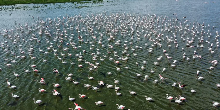 Flamingolar Eber Gölü’nde geçici olarak konakladı