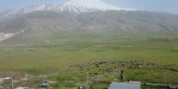 Ağrı Dağı eteklerinde beslenen küçükbaş hayvan sürüleri havadan görüntülendi