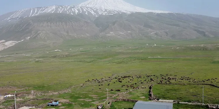 Ağrı Dağı eteklerinde beslenen küçükbaş hayvan sürüleri havadan görüntülendi