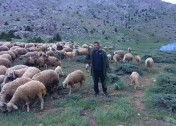 Mesaide müdür, tatilde çoban