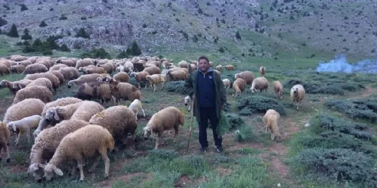 Mesaide müdür, tatilde çoban