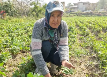 Erkenci fasulyede hasat başladı