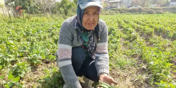 Erkenci fasulyede hasat başladı