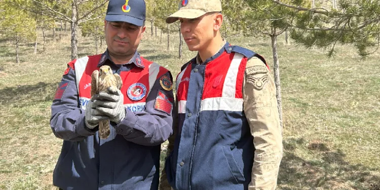Jandarma yaban kuşlarına sahip çıktı