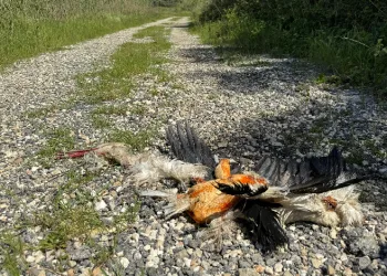 Göç yolundaki leylekleri silahla vurdular