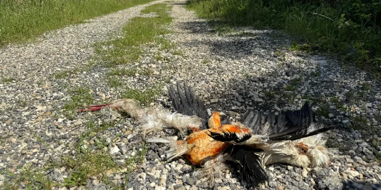 Göç yolundaki leylekleri silahla vurdular
