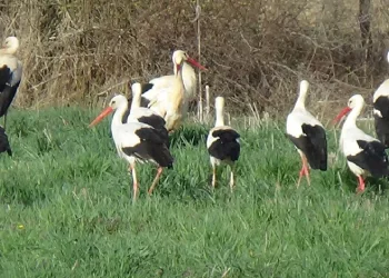 Leyleklerin göç durağı Bolu