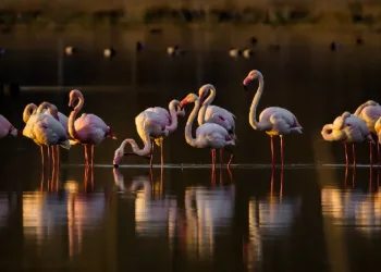 Flamingolar Akkaya Barajı’nda