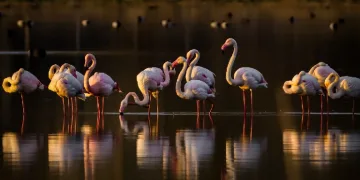 Flamingolar Akkaya Barajı’nda