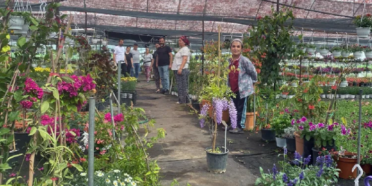 Yaz sezonu çiçek üretimi başladı