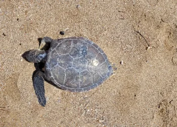 Yeşil deniz kaplumbağası ölü bulundu