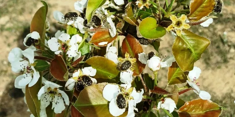 “Baklazınnı” zararlısına biyoteknik mücadele