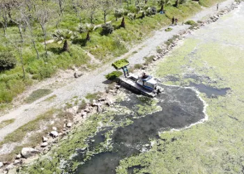 İzmir’de deniz marulu tehdidi