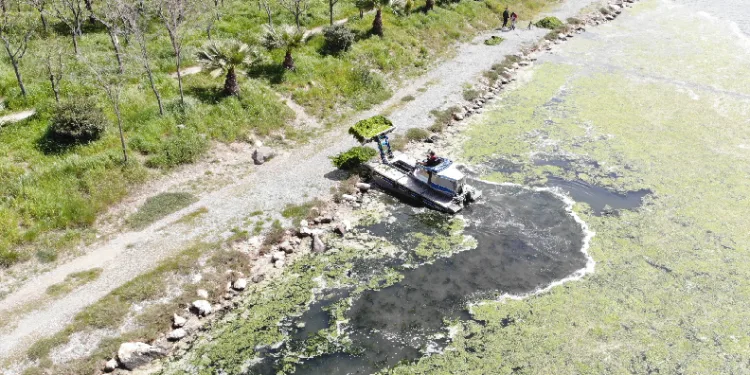 İzmir’de deniz marulu tehdidi