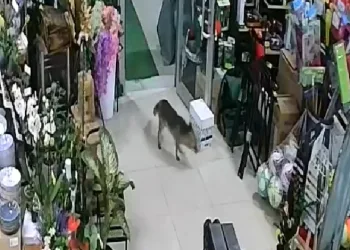Aç kalan tilki Japon pazarına girdi