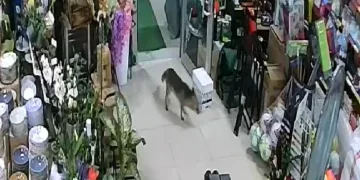 Aç kalan tilki Japon pazarına girdi