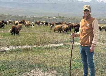 Iğdır’da hayvanlar meraya çıktı
