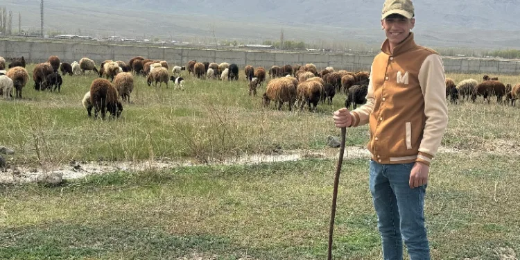 Iğdır’da hayvanlar meraya çıktı
