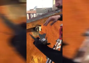 Ebabil kuşunu itfaiye ekibi kurtardı