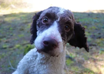 Köpeği bulana 10 kilo bal hediye!