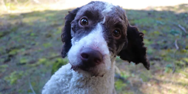Köpeği bulana 10 kilo bal hediye!