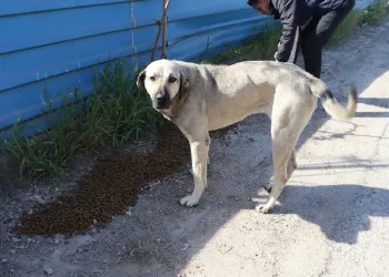 Sokak hayvanlarını unutmadılar
