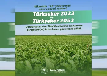 Yerli şeker pancarı tohumu tescil aldı