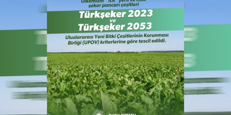 Yerli şeker pancarı tohumu tescil aldı