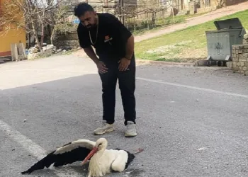 Elektrik akımına kapılan leylek yaralandı