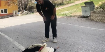 Elektrik akımına kapılan leylek yaralandı