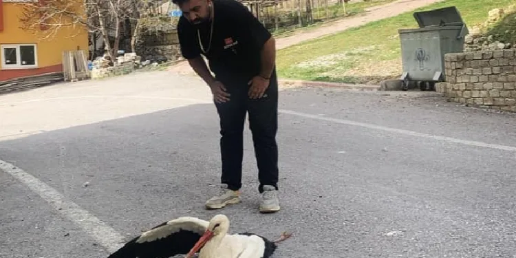 Elektrik akımına kapılan leylek yaralandı