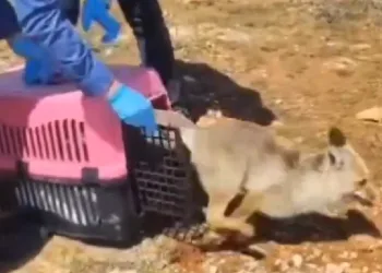 Tedavisi tamamlanan tilki doğaya salındı